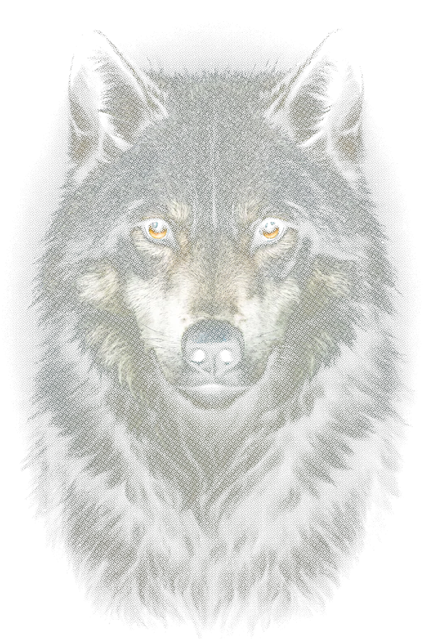 Wolf Halftone on a black shirt